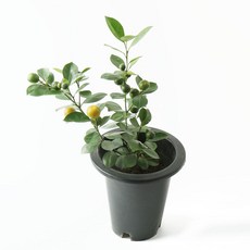 귤나무아파트에서키우기