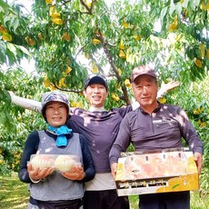 햇사레 음성 감곡 장호원 황도 백도 복숭아 햇빛농원