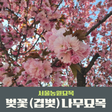 서울농원묘목/벚꽃나무 겹벚나무묘목 R2~3점 개화주 조경수 가로수 공원수, 1개