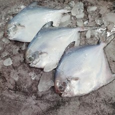 당일조업 신안 손질 생물 병어, 1개, 대