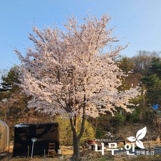 [나무인] 왕벚꽃나무 개화주 차량배송, R3(근원직경 3cm), 1개