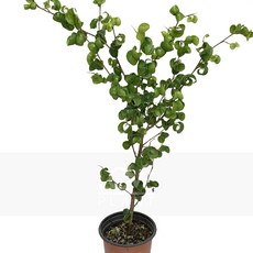 [꽃사랑식물나라] 바로크러브벤자민 관엽 공기정화식물 식물키우기