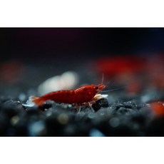  [하비아쿠아] 블러드메리 새우 10마리 관상용새우 생물포장비없음 생이새우, 1개 