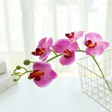 호접란부케