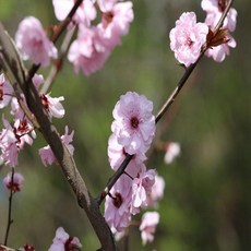 매화주