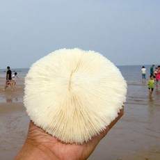 천연산호