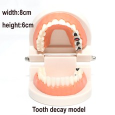 구강교육치아모형대형