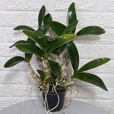 대명석곡
