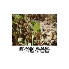 마치현추출물