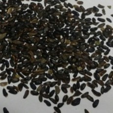 백도라지씨앗50g, 1개