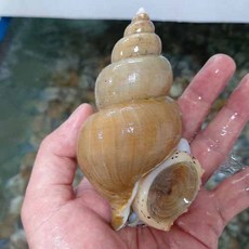 동해안 자연산 활 백고동 백골뱅이 뱃고동 1kg 소 중 대, 4개