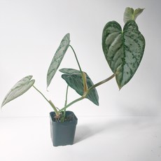 브랜티아넘