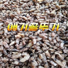 작은꼴뚜기