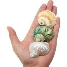 1PCS 큰 소라게 껍질 3~3.5인치 천연 1.5~2인치 개구 교체용 용품, 3PC 1.5"~2", 1개