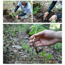 산지청정 강원도 산양삼 5~6년근 산양삼산 30g(5-25뿌리내외), 1세트