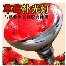 퓨쳐그린식물등