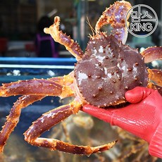 [맘스킹][강원동해]추암대게 러시아 A급 활 레드킹크랩 1마리 2.5kg, 1개