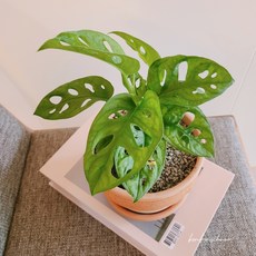 아단소니수경