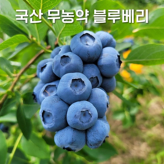 국산 냉동 무농약 블루베리 2024년 생과(크기 혼합), 1개, 4kg