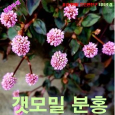 갯모밀