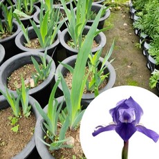독일붓꽃 저먼 아이리스 구근식물 꽃포트 색상랜덤 화분, 1개