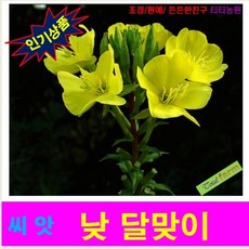씨앗 낮달맞이꽃씨앗 노랑 100 립, 상세페이지 참조