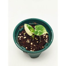 alocasia macrorrhiza variegata mini 알로카시아 마크로리자 바리에가타 미니