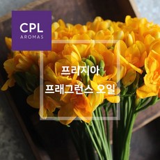 프리지아프래그런스