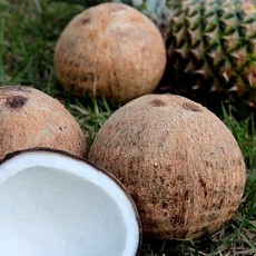 원시인농산 베트남 코코넛 개당 판매(원하는 수량만큼 담으세요.) - 15개까지 묶음가능