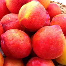 델푸릇 대석 후무사 추희 대왕자두 하우스 자두 750g 1.5kg, 1box