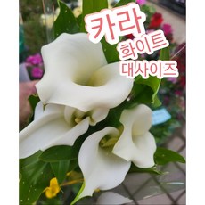 카라-대-크림화이트/카라꽃 꽃말은 순수 천년의 사랑, 1개