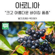 현옥이네 무농약 냉동 아로니아, 아로니아 특품 2.5kg(트레이-꼭지제거)