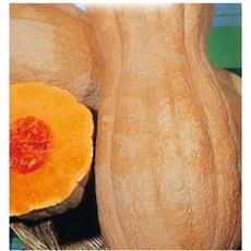 오리지널호박씨