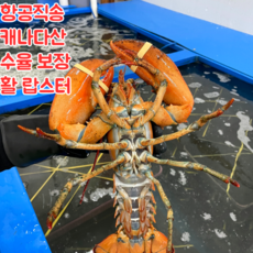 캐나다산 활 랍스터 랍스타 바닷가재 500g 600g 700g 1kg 항공직송, 1개