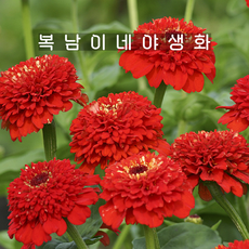 진데렐라 레드 [3포트 복남이네야생화 모종 지니아 zinnia zinderella]백일홍