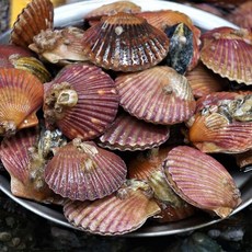 [물맛남] 통영 쫄깃탱글 홍가리비 3kg (빙장포장), 1개
