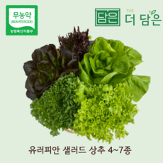 친환경 유럽 샐러드 상추 5~8종 1kg 2kg 로메인 버터헤드 크리스탈 바타비아 멀티리프 레드버터헤드 레드멀티리프 레드오크리프 수확 출고 스마트팜 수경재배, 혼합, 1개