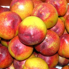 금홍천도복숭아