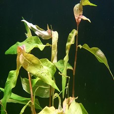 724c85af5351659c0cefc2673ab7d330a37b1fd9784c1505817f3f9aaca8.jpg