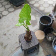 알로카시아키링