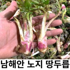 남해안 해풍맞고 자란 노지 명품 땅두릅, 1개, 1kg