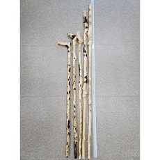 감태나무 연수목 지팡이, 1개