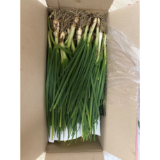 국내산) 김장쪽파 무손질 흙쪽파, 1개, 1kg