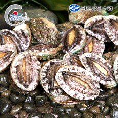 [완도금일수협] 활 참전복 (실속/구이용)1.5kg(30-37미), 1개, 1.5kg(30-37미)