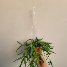 무배특가 반려식물 립살리스 트라이앵글 공중식물 소품 30-50cm 119