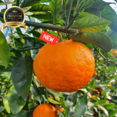 [당도선별] 3-4월 마지막 감귤 프리미엄 제주설국향 고당도 감귤, 1개, 3kg(12~22과 내외)