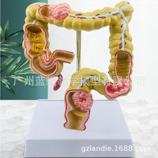 조직병리학문제집