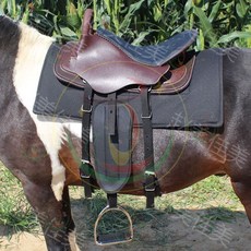 스포츠리터러시