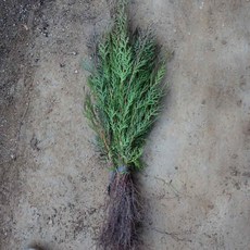 DL 측백나무 실생2년 20개 묶음