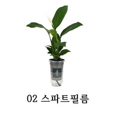 고무나무수경재배